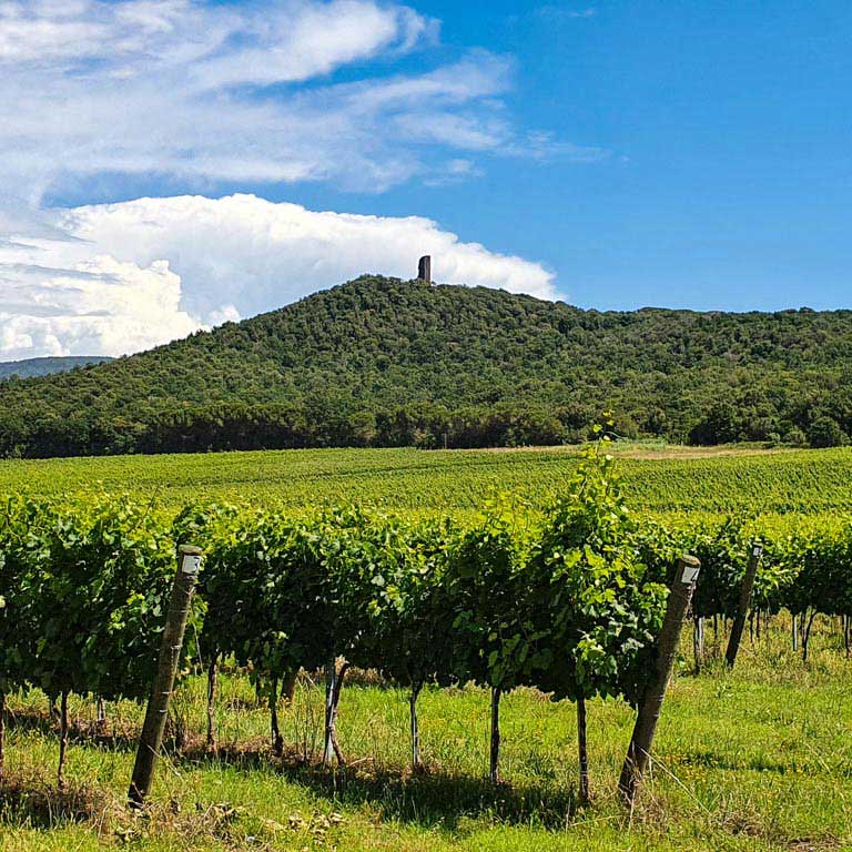 La-strada-del-vino-e-dell'-olio